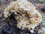 Sparassis crispa image