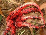Clathrus archeri image