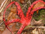 Clathrus archeri image