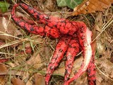 Clathrus archeri image
