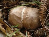 Clathrus archeri image