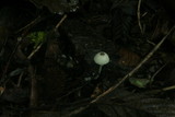 Leucocoprinus brebissonii image
