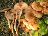Pholiota terrestris image