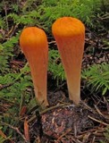 Clavariadelphus truncatus image