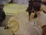 Albatrellus avellaneus image