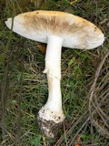Amanita muscaria var. flavivolvata image
