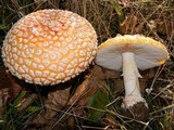 Amanita muscaria var. flavivolvata image