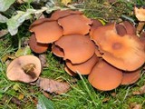 Psathyrella piluliformis image