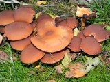 Psathyrella piluliformis image