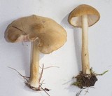 Pluteus tomentosulus image