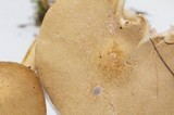 Pluteus tomentosulus image