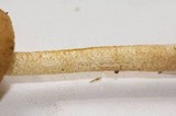 Pluteus tomentosulus image