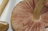 Pluteus tomentosulus image