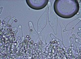 Pluteus tomentosulus image