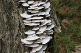 Gloeoporus dichrous image