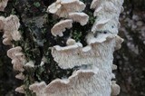 Irpex lacteus image