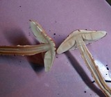 Lepiota subincarnata image