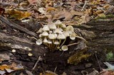 Mycena inclinata image