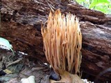 Ramaria stricta image