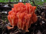 Ramaria subbotrytis image