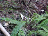 Albatrellus avellaneus image