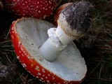 Amanita muscaria var. flavivolvata image