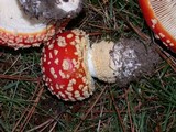 Amanita muscaria var. flavivolvata image