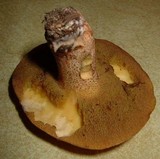 Suillus hirtellus image