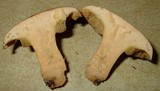 Suillus hirtellus image