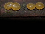 Dacrymyces capitatus image