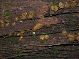 Dacrymyces capitatus image