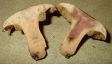 Suillus hirtellus image