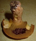 Suillus hirtellus image