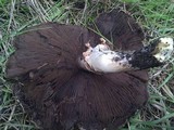 Agaricus californicus image