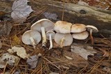 Rhodocollybia maculata image