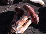 Armillaria sinapina image