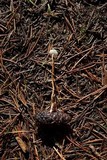 Strobilurus trullisatus image