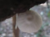 Marasmiellus candidus image