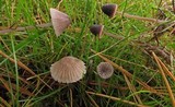 Mycena capillaripes image