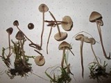 Mycena capillaripes image