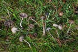 Psilocybe baeocystis image