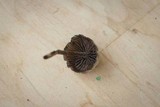 Psilocybe baeocystis image