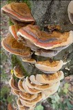 Xanthoporia radiata image