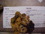 Cantharellus roseocanus image