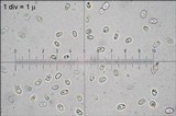 Xanthoporia radiata image