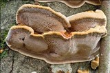 Xanthoporia radiata image