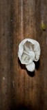 Tetrapyrgos subdendrophora image