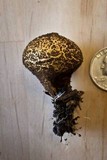 Lycoperdon umbrinum image