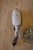 Coprinopsis semitalis image