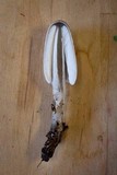 Coprinopsis semitalis image